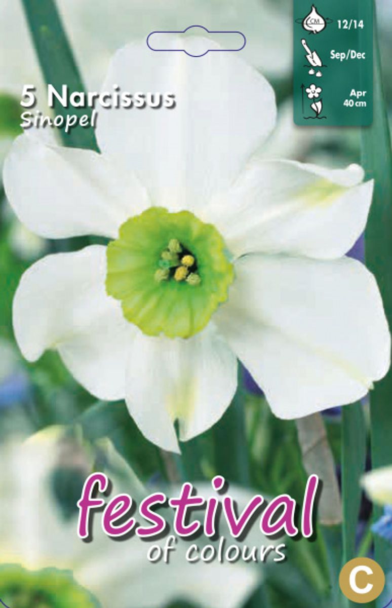 Narcissus Sinopel 5stk