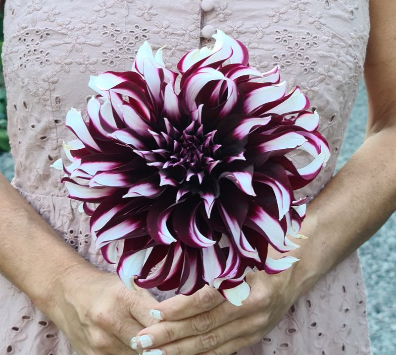 Dahlia Tartan 
