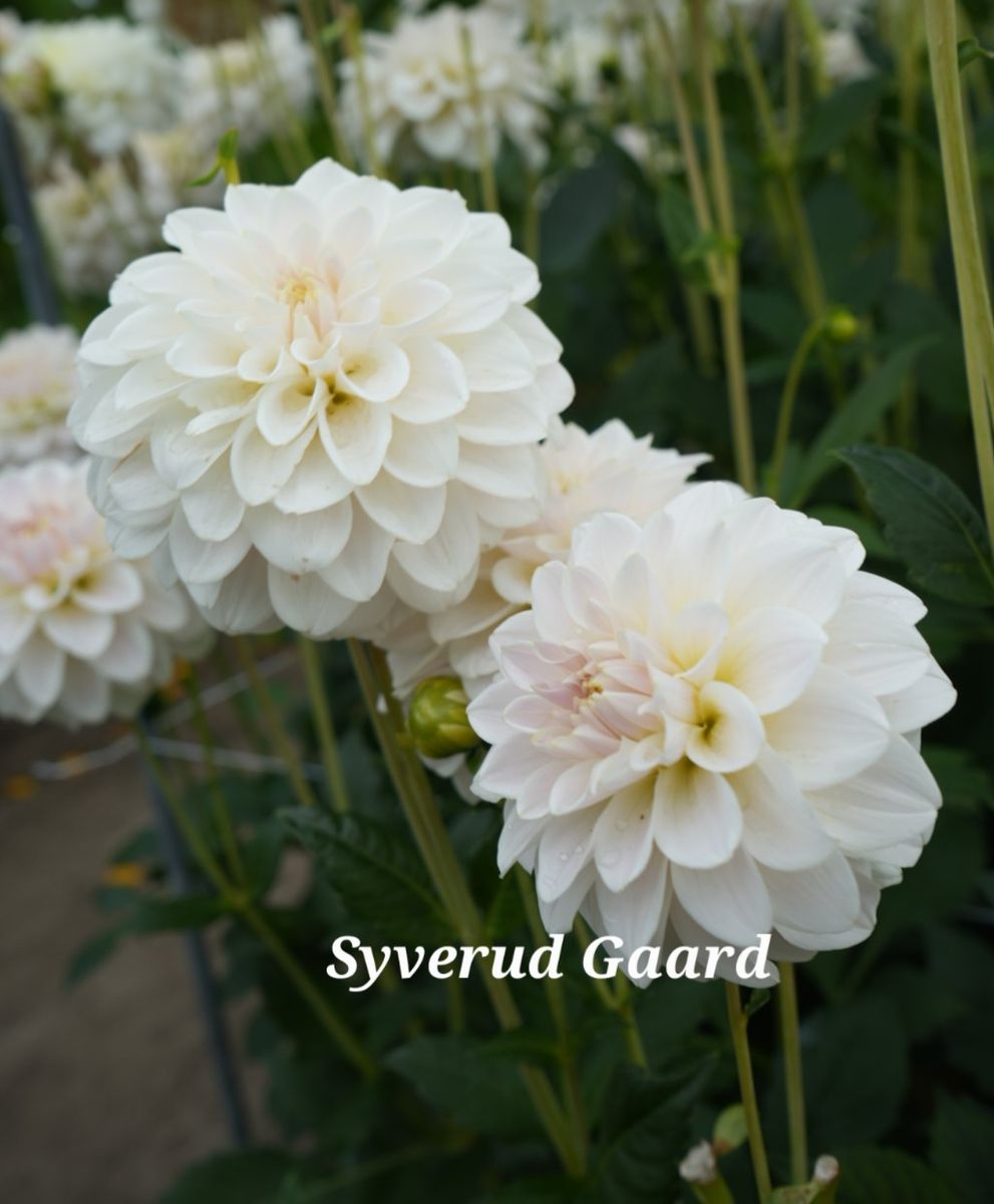 Dahlia Silver Antique Nyhet 2026