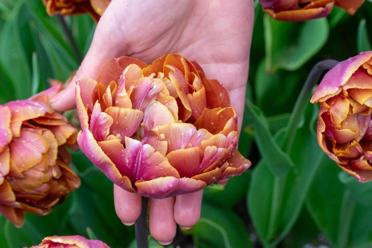 Tulipan Brazil 5 stykk Nyhet