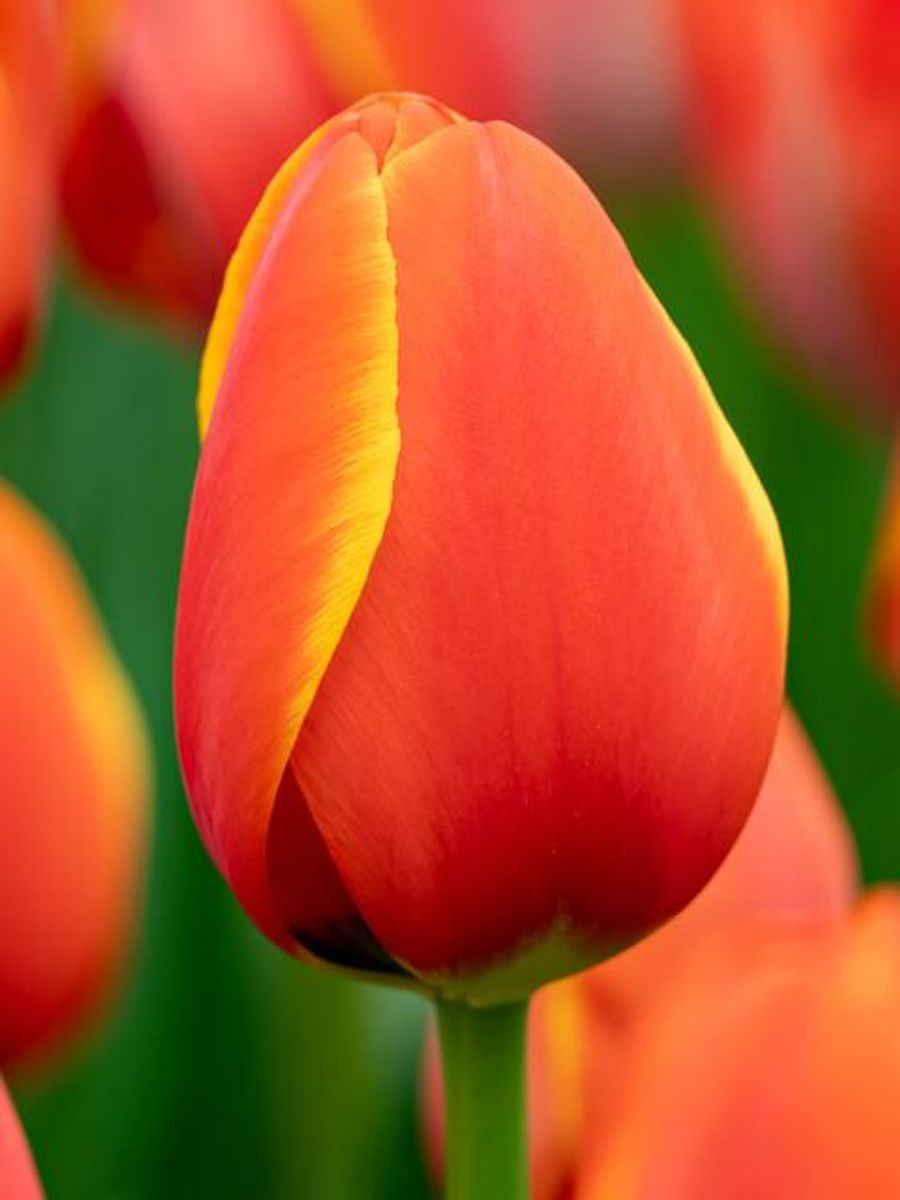 Tulipan World's Favourite 7 stykk Nyhet