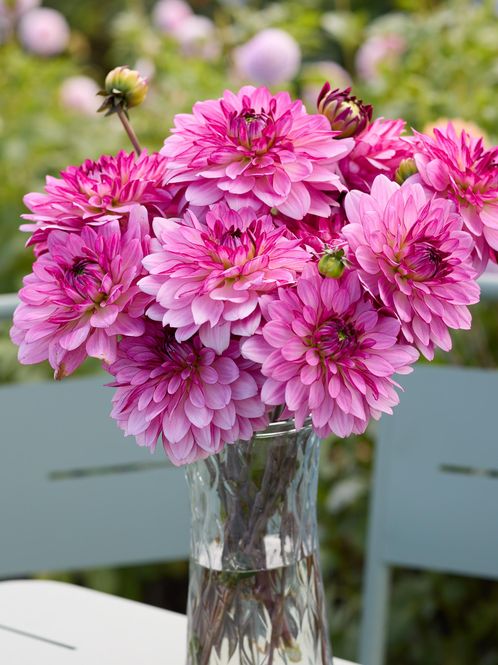 Hovedbilde Dahlia Bright Amethyst Nyhet 2027