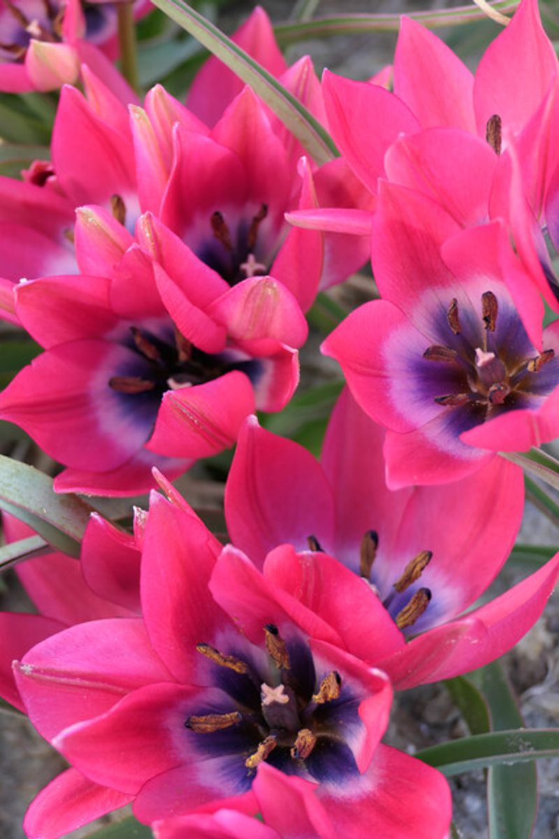 Tulipan Little Beauty  10 stykk 