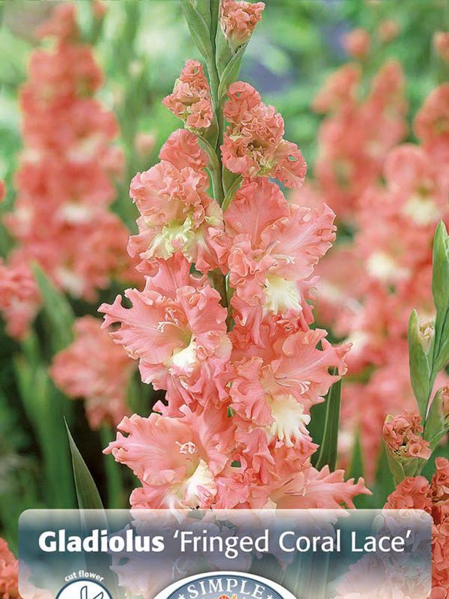 Gladiolus Fringed Coral Lace 8 stykk Nyhet