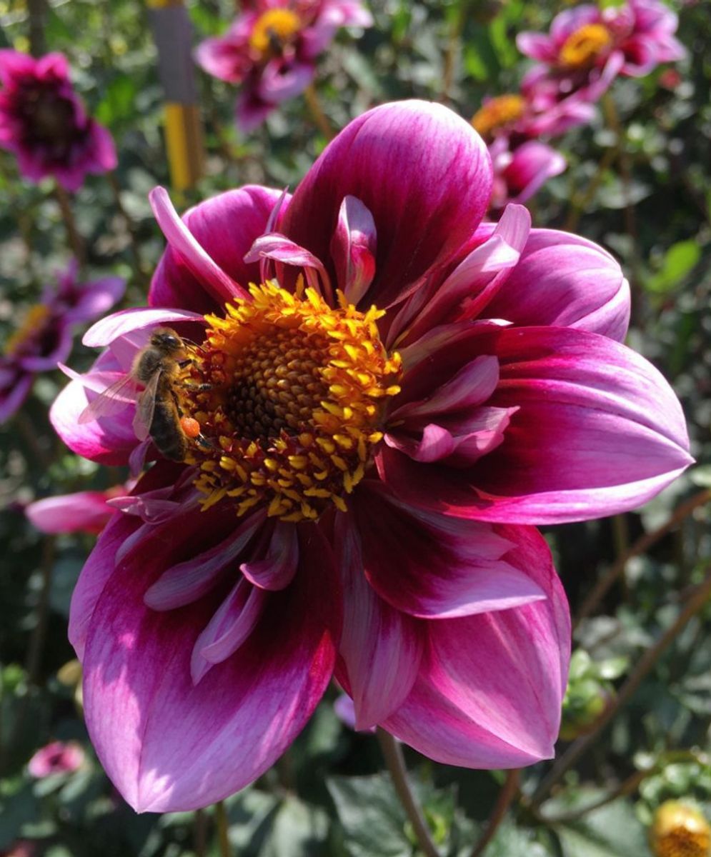 Dahlia Liquid Desire 