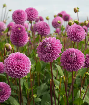 Hovedbilde Dahlia Ball
