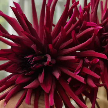 Hovedbilde Dahlia Kaktus og  Semikaktus