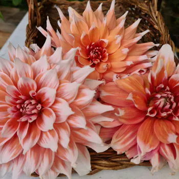 Hovedbilde Dahlia Dekorativ Large