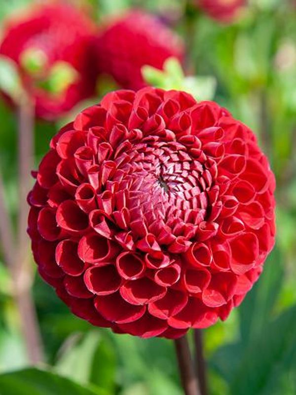 Dahlia Cornel 