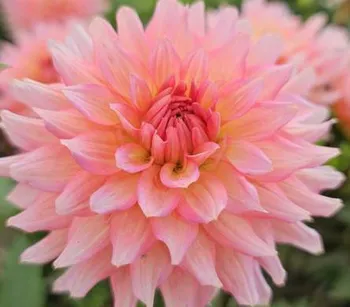 Hovedbilde Dahlia Lav