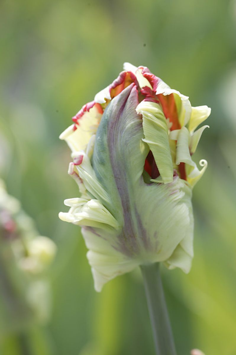 Tulipan Estella Rijnveld 5 stykk 