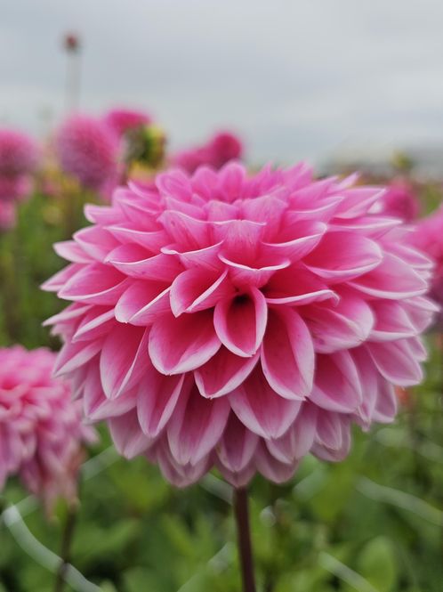Hovedbilde Dahlia Dutch Silence 