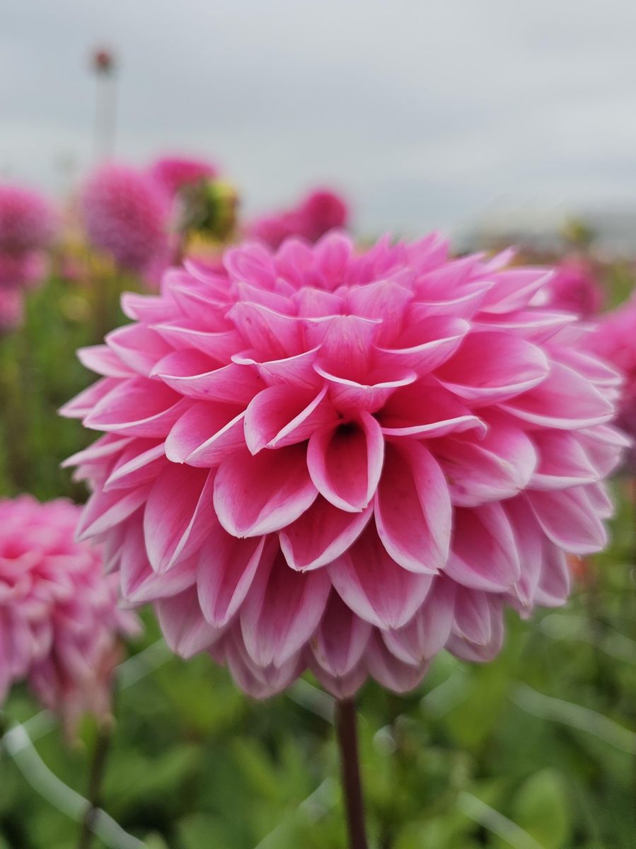 Dahlia Dutch Silence Nyhet 2026