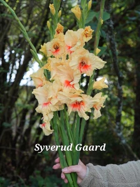 Hovedbilde Gladiolus Jester 10 stykk 