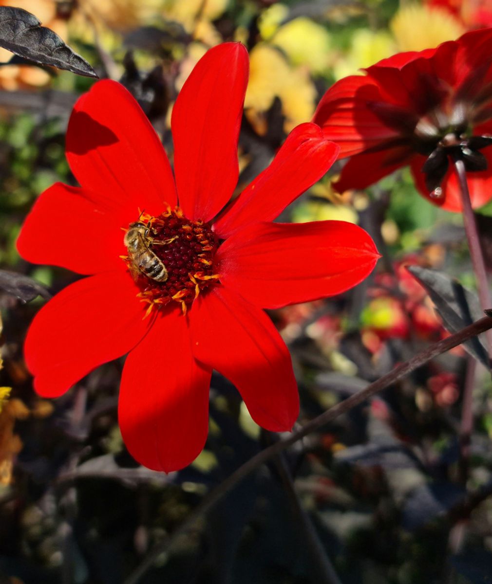 Dahlia Bishop of Llandaff 