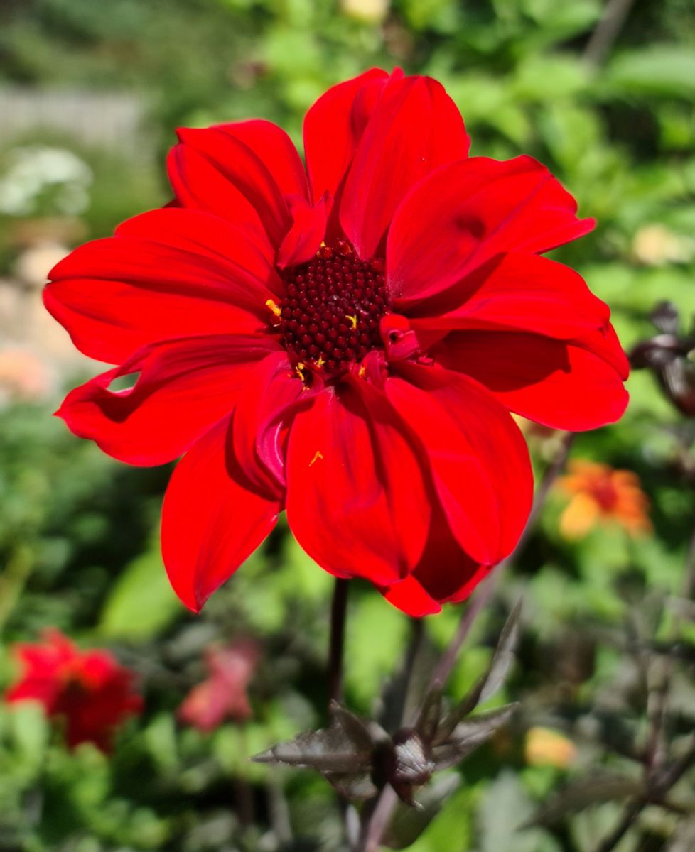 Dahlia Bishop of Llandaff 