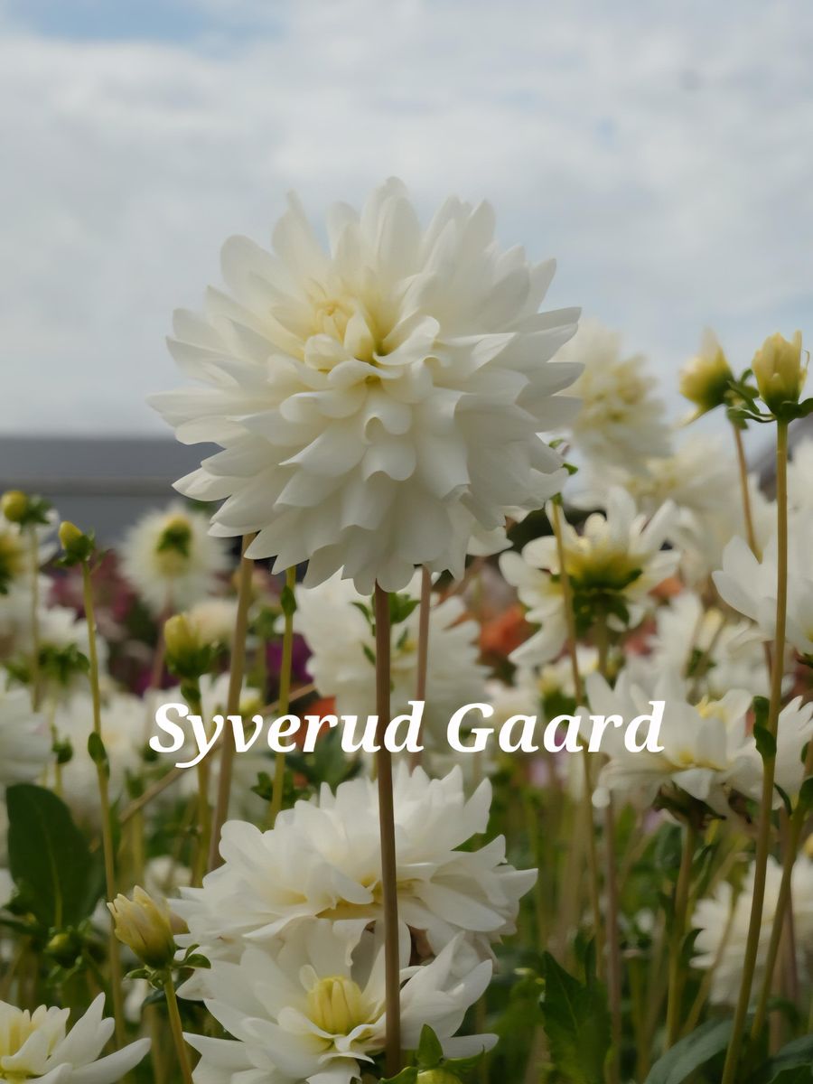 Dahlia Le Castel Nyhet 2026