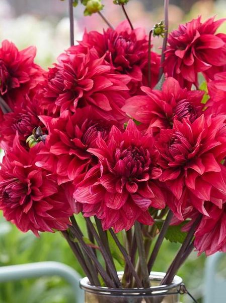Hovedbilde Dahlia Amarone Nyhet 2026