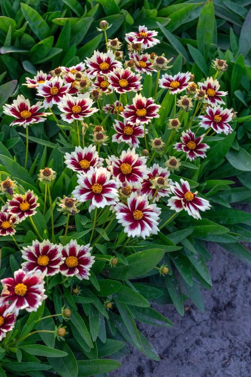 Coreopsis Solar Fancy 1stykk Nyhet