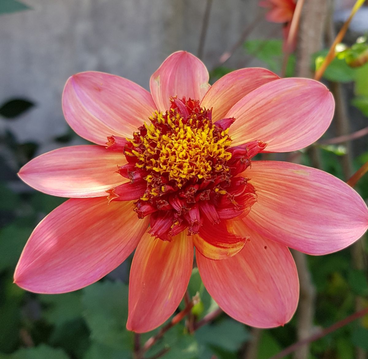 Dahlia Totally Tangerine 