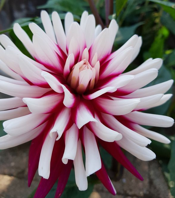 Hovedbilde Dahlia Rebecca's World 