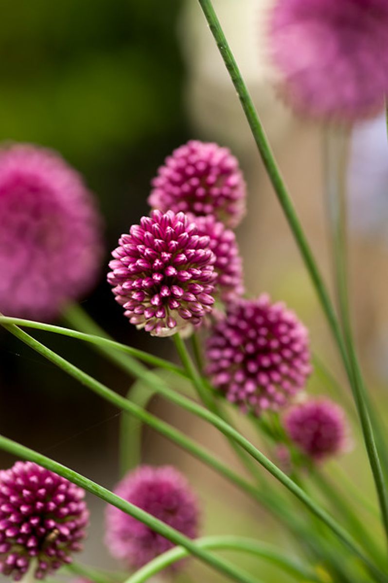 Allium Sphaerocephalon 30 stykk 