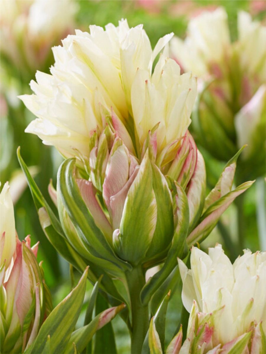 Tulipan Mystery Valley 8 stykk 