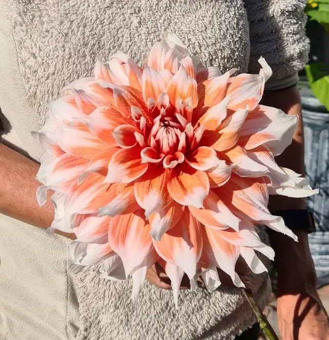 Hovedbilde Dahlia Frost Nip 