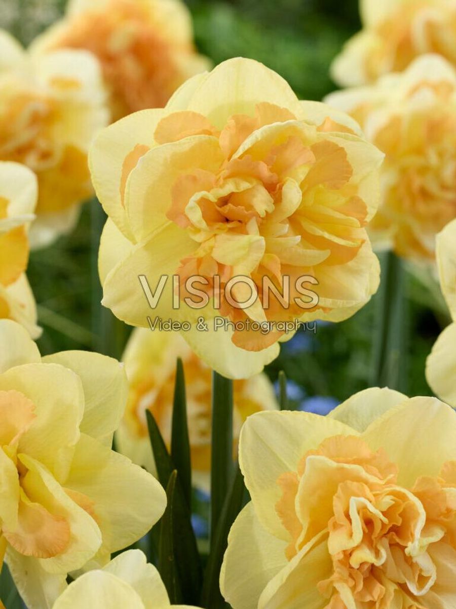 Narcissus Champagne 5 stykk Lanseringsår 2026