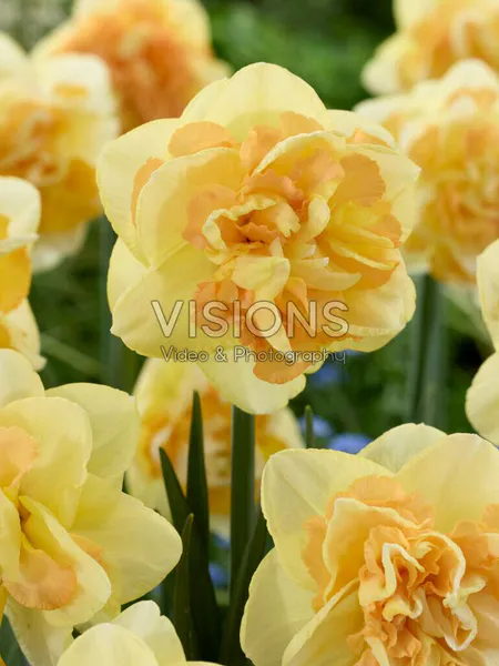 Hovedbilde Narcissus Champagne 5 stykk Lanseringsår 2026