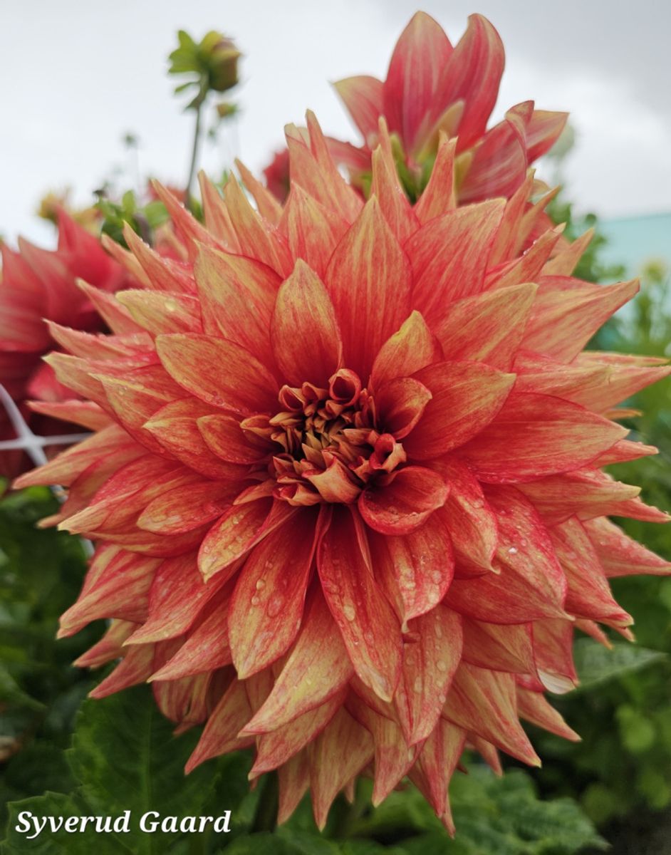 Dahlia Dazzling Magic 
