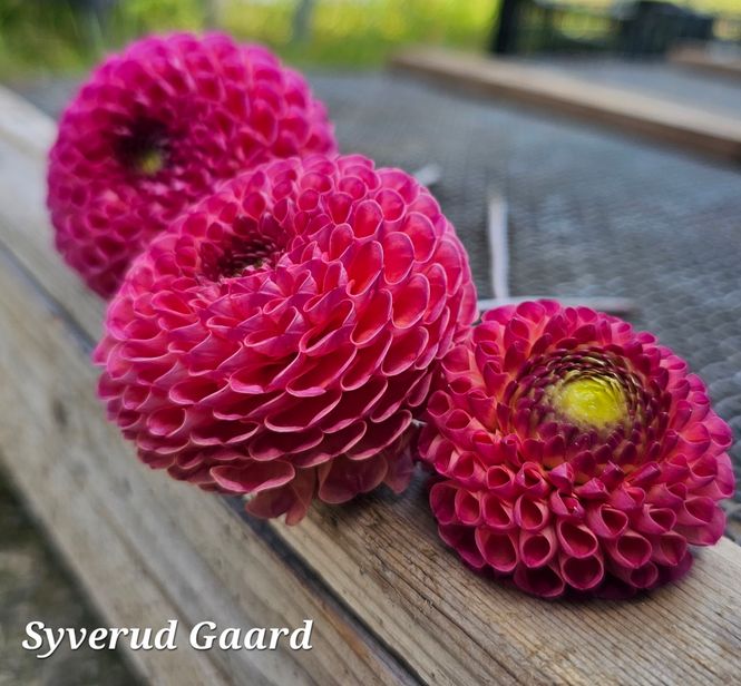 Hovedbilde Dahlia Burlesca 