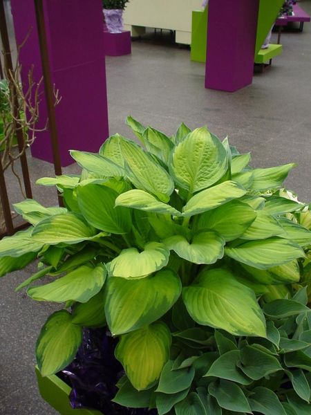 Hovedbilde Hosta Gold Standard 1 stykk Nyhet