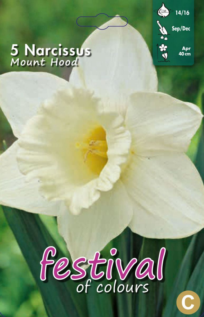Narcissus Mount Hood 5 stykk 