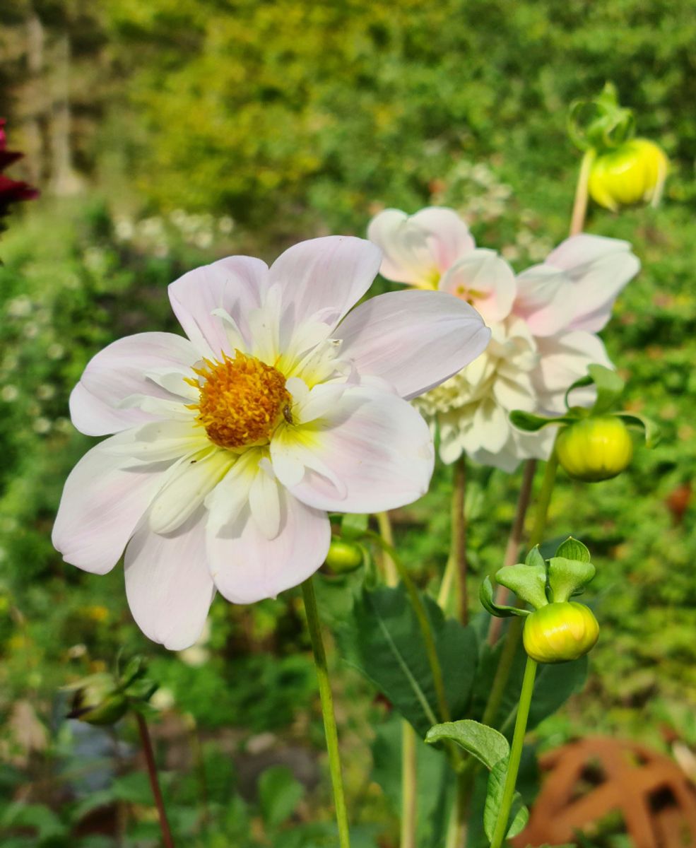 Dahlia Teesbrooke Audrey 