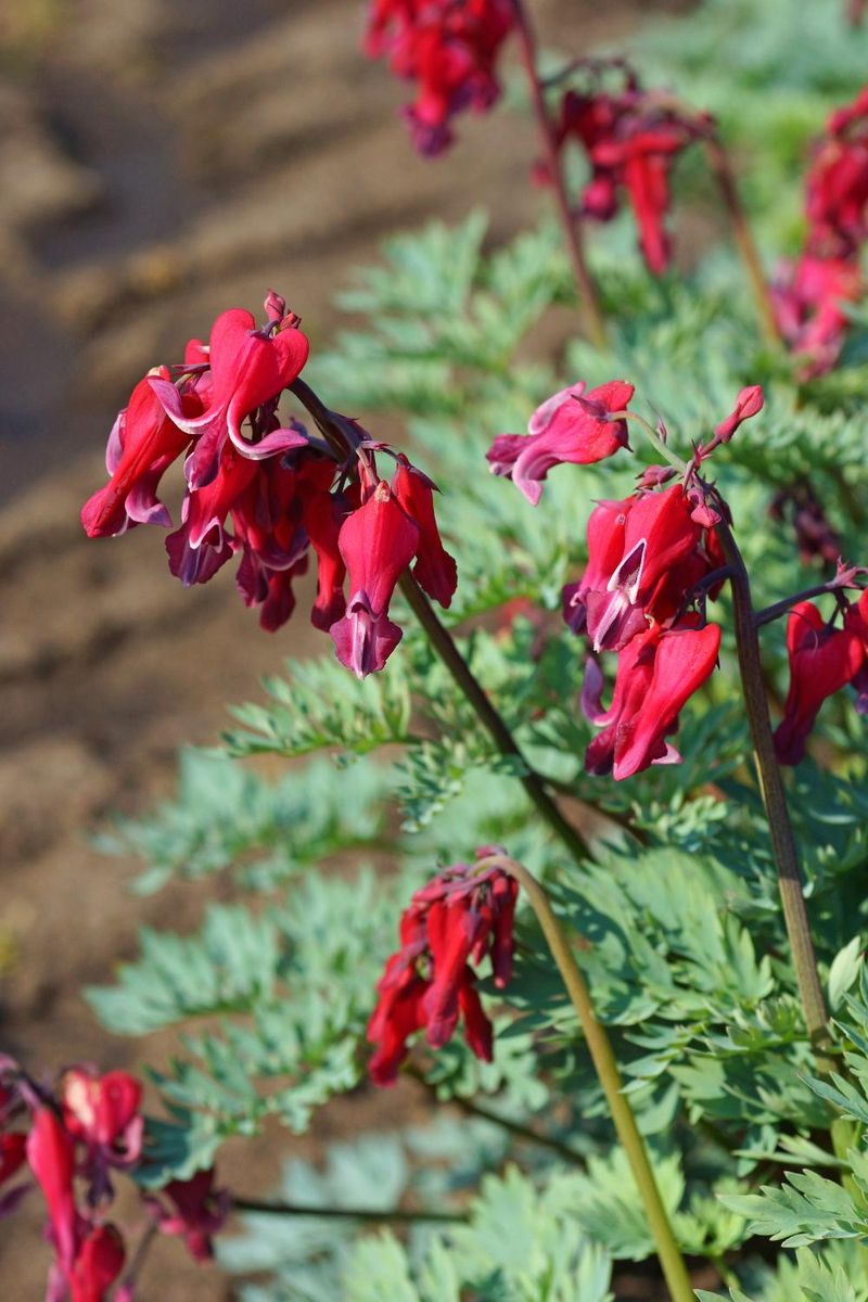 Dicentra Formosa Red Fountain 1 stykk
