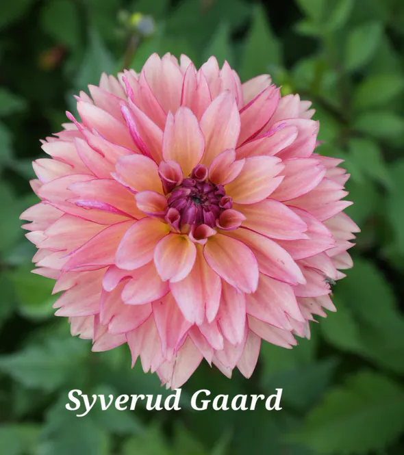 Hovedbilde Dahlia Dolce Vera Nyhet 2027