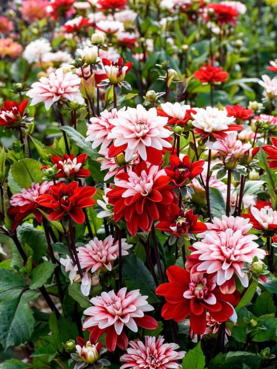 Dahlia Pacific Time Nyhet 2026