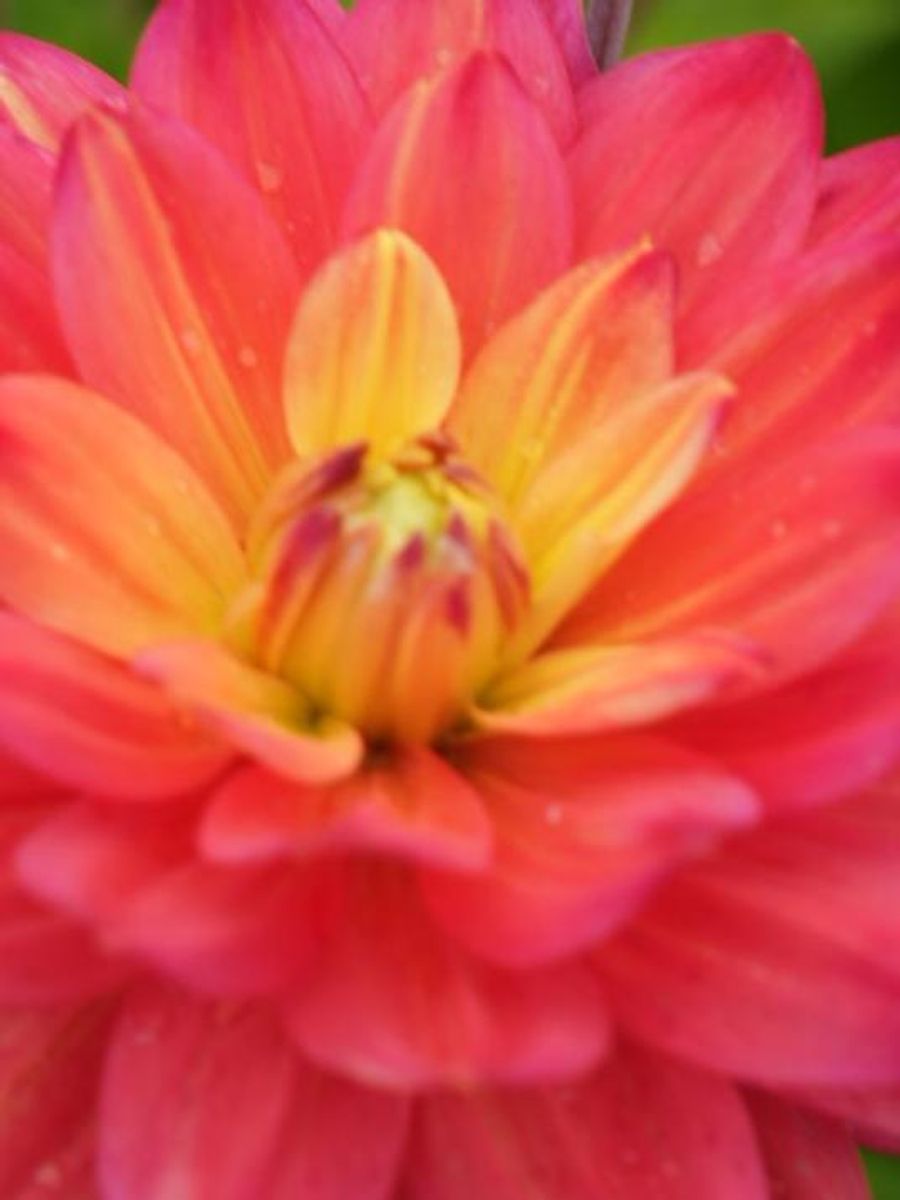 Dahlia Rainbow Silence Nyhet 2026