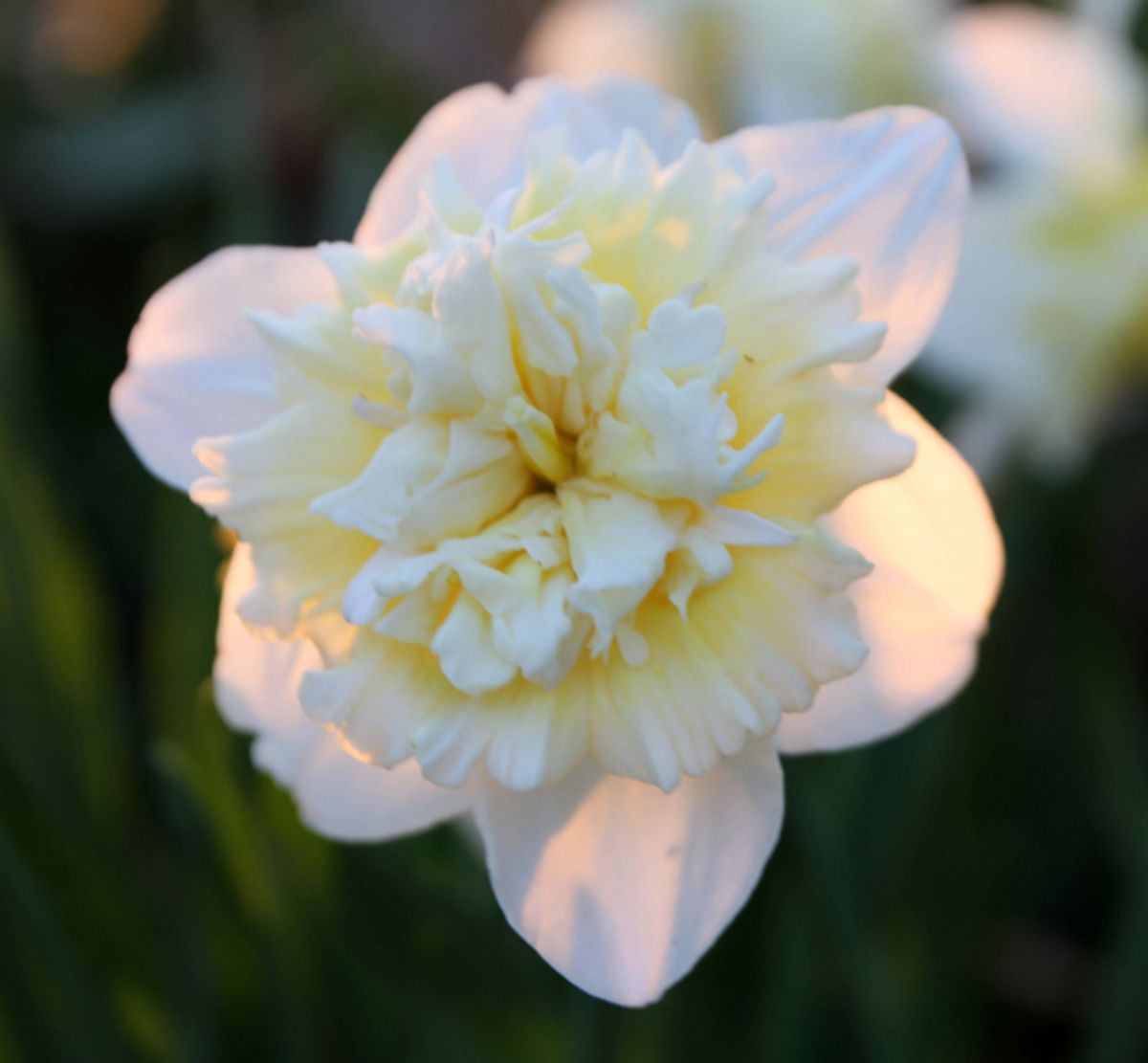 Narcissus Ice King 5stk