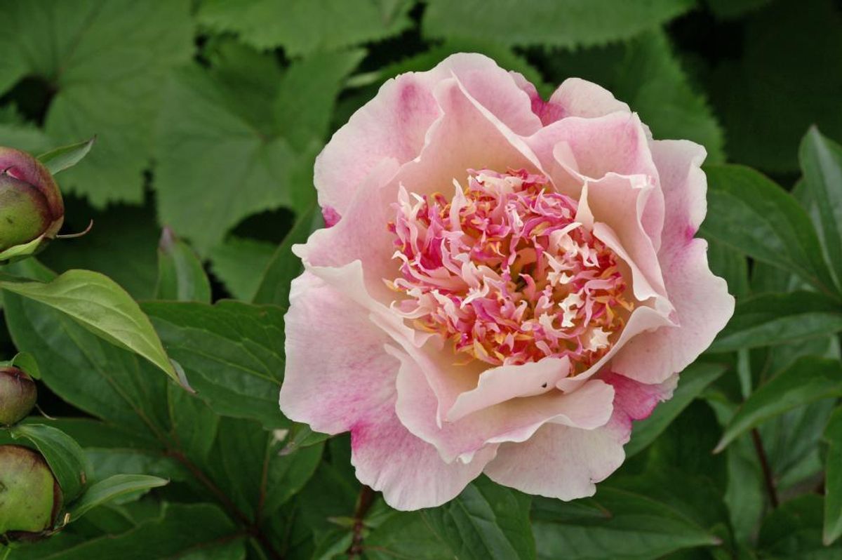 Paeonia Do Tell Nyhet