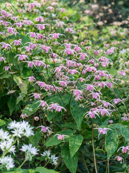 Hovedbilde Epimedium Roseum 1 stykk Nyhet