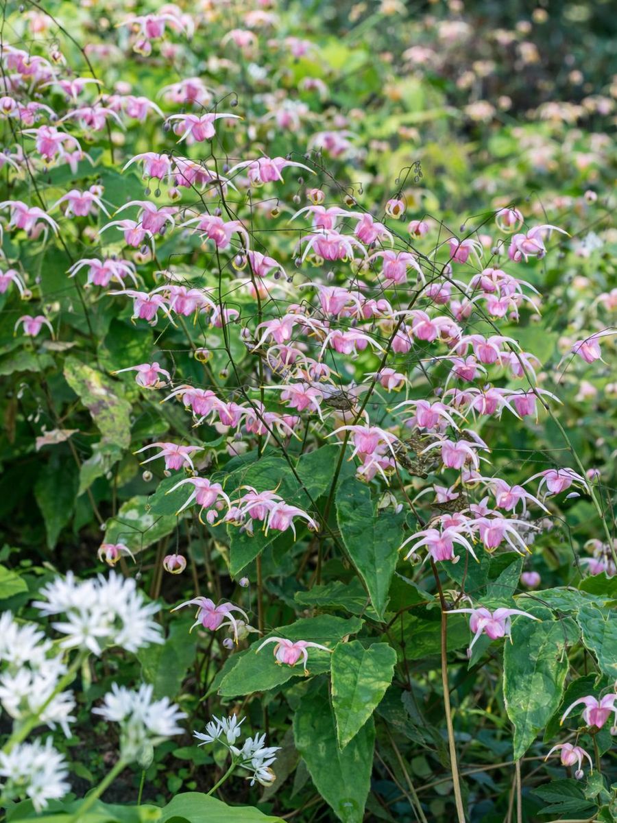 Epimedium Roseum 1 stykk Nyhet