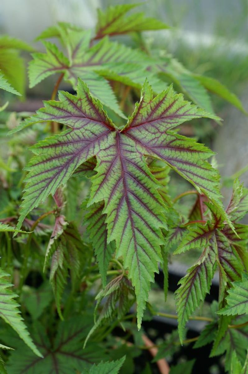 Filipendula Red Umbrellas 1 stykk 