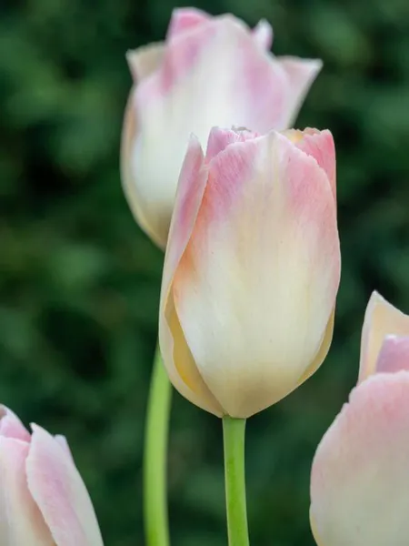 Hovedbilde Tulipan Jade Maiden 5 stk Nyhet