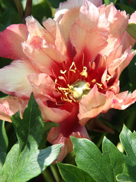 Hovedbilde Paeonia Itoh Copper Kettle Nyhet