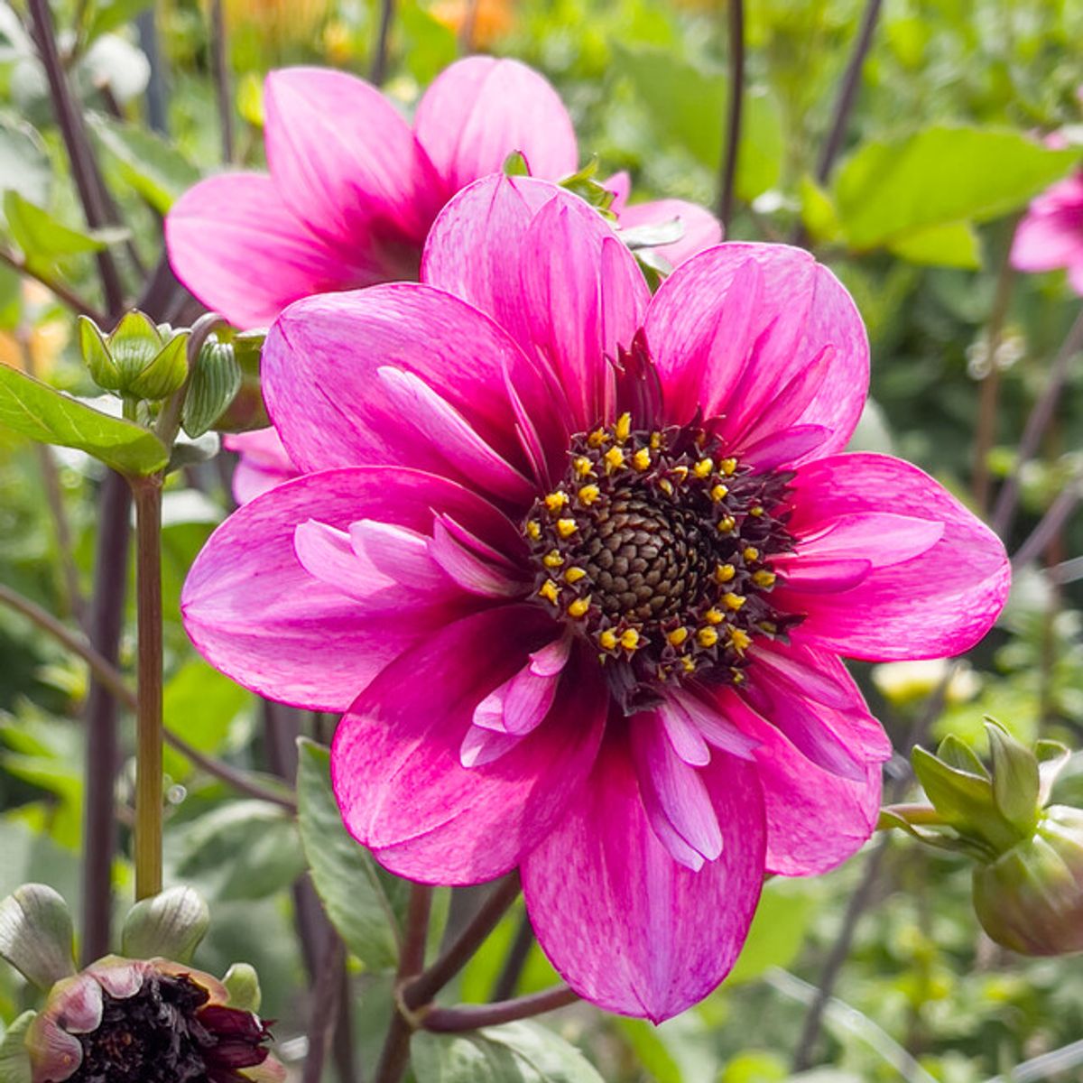 Dahlia Skyfall 
