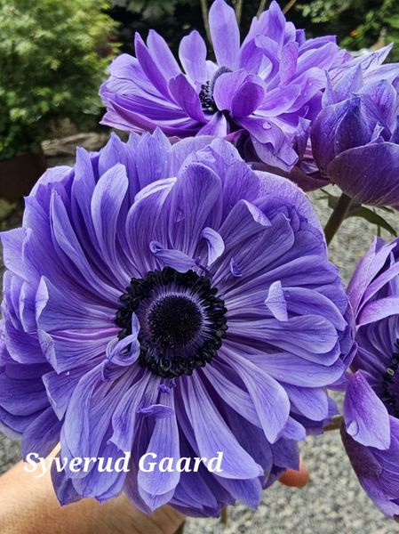 Hovedbilde Anemone Lord Lieutenant 12 stykk 