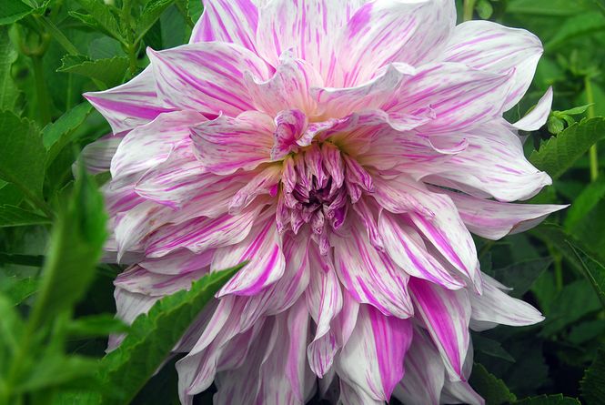 Hovedbilde Dahlia Mom's Special Nyhet 2027