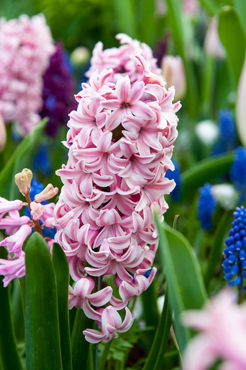 Hyacinths Fondant 3 stykk 